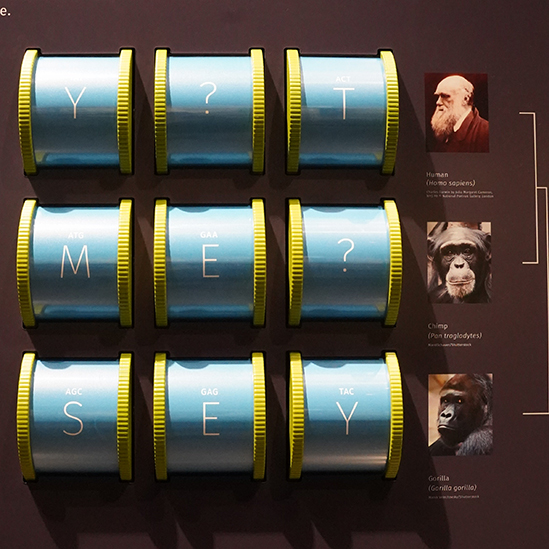 decoding DNA interactive game